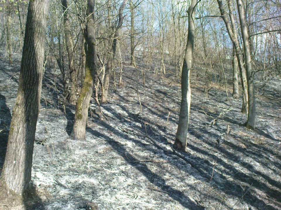 Gozdni požar v Gradiščah / 31.3.2012 - foto povečava
