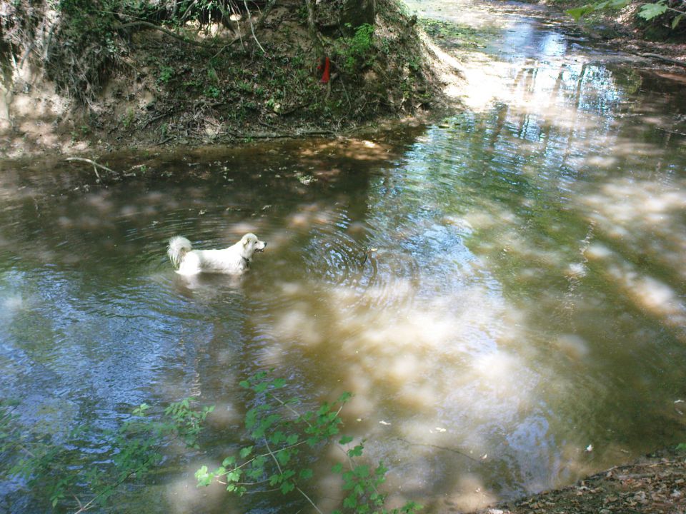 Sprehodi z belo-2.del - foto povečava