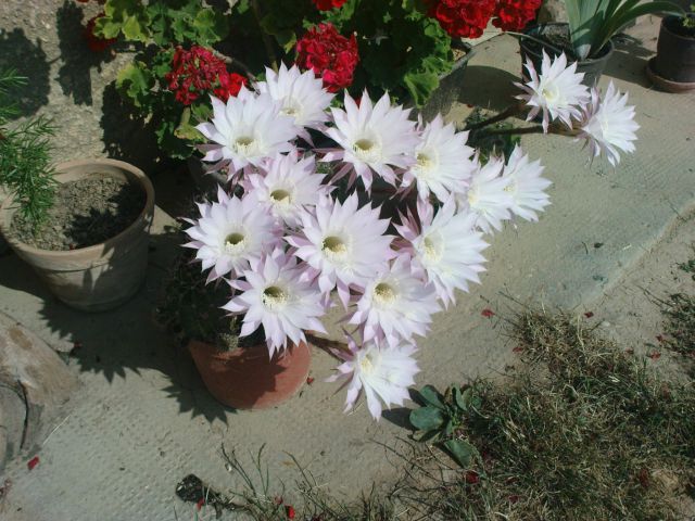 Cvetoči kaktus pri Fedri