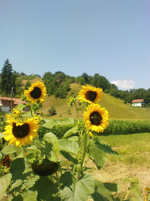 Prelepe sončnice