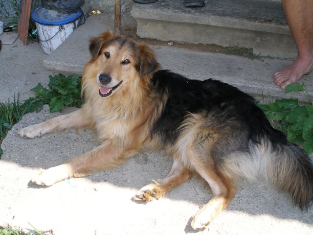 Medo