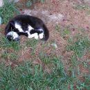 maček Muri pri popoldanskem počitku
