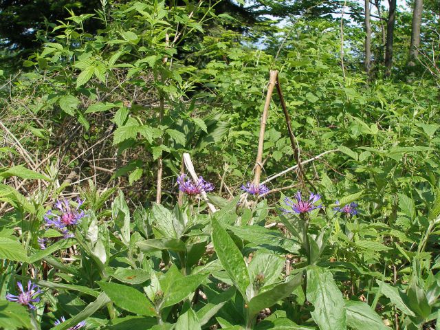 Ivanščica / 26.5.2012 - foto