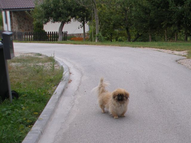 Zbudo sem ga:-))