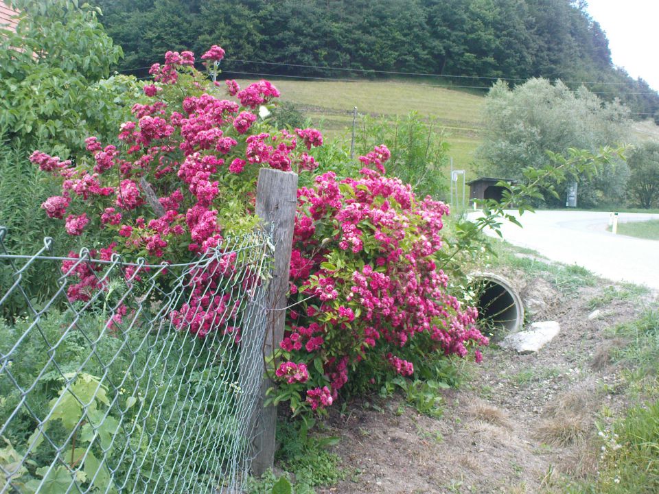 Donačka gora 27.6.2012 - foto povečava