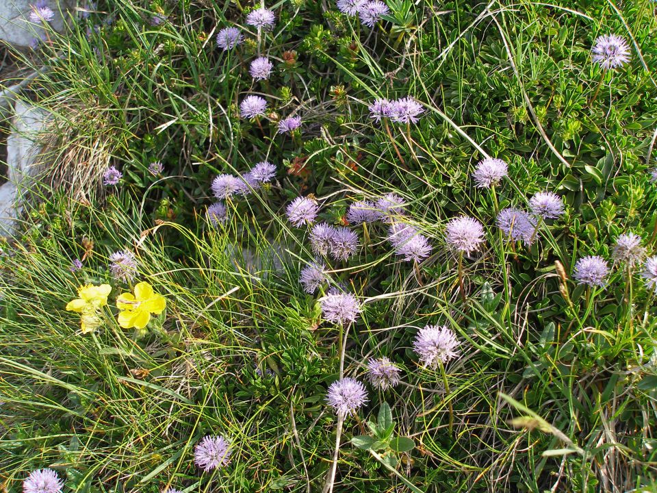 Veliki vrh (Košuta) / 3.7.2012 - foto povečava