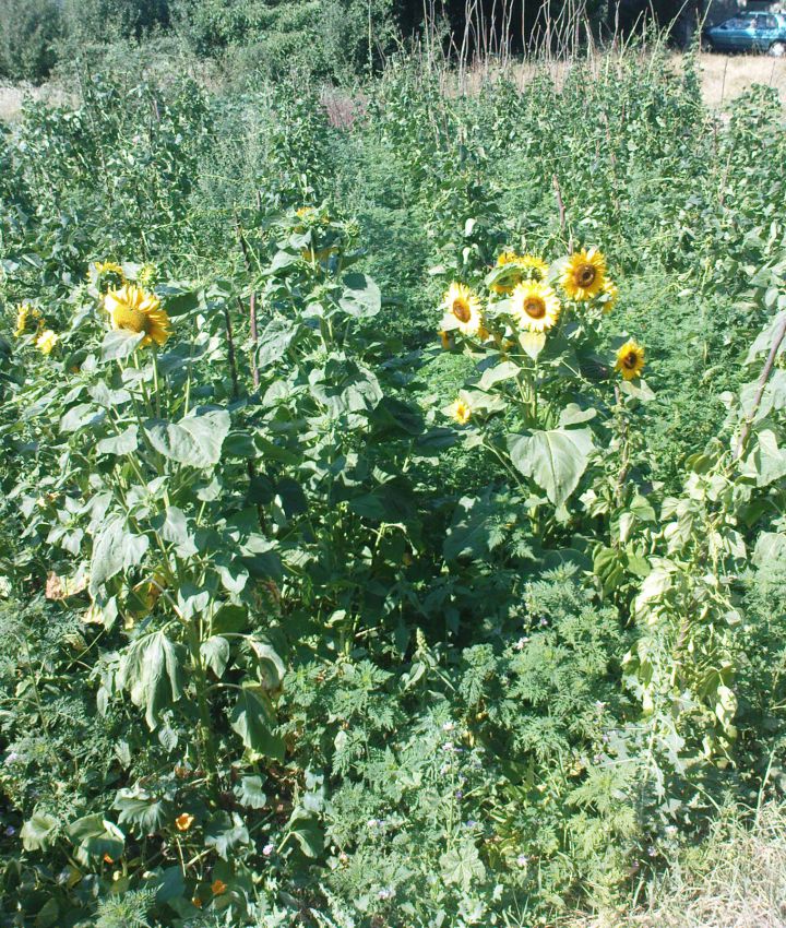 Pohod Gradišča-Trakoščan / 7.7.2012 - foto povečava