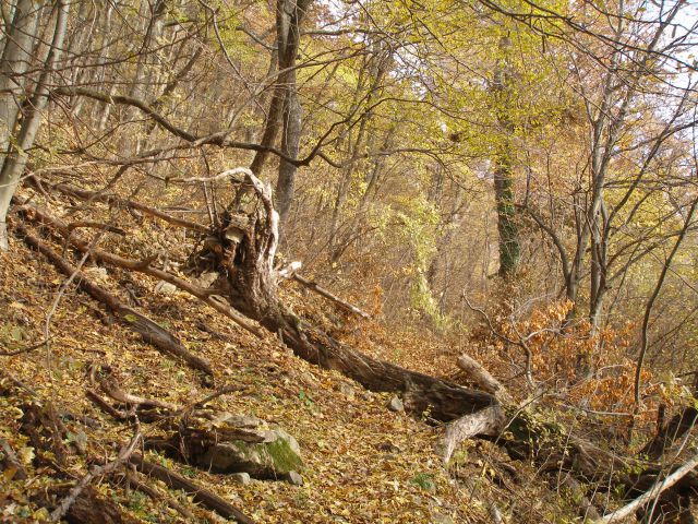 Donačka gora 29.12.17.11.7.10.4.8.28.7.2012. - foto