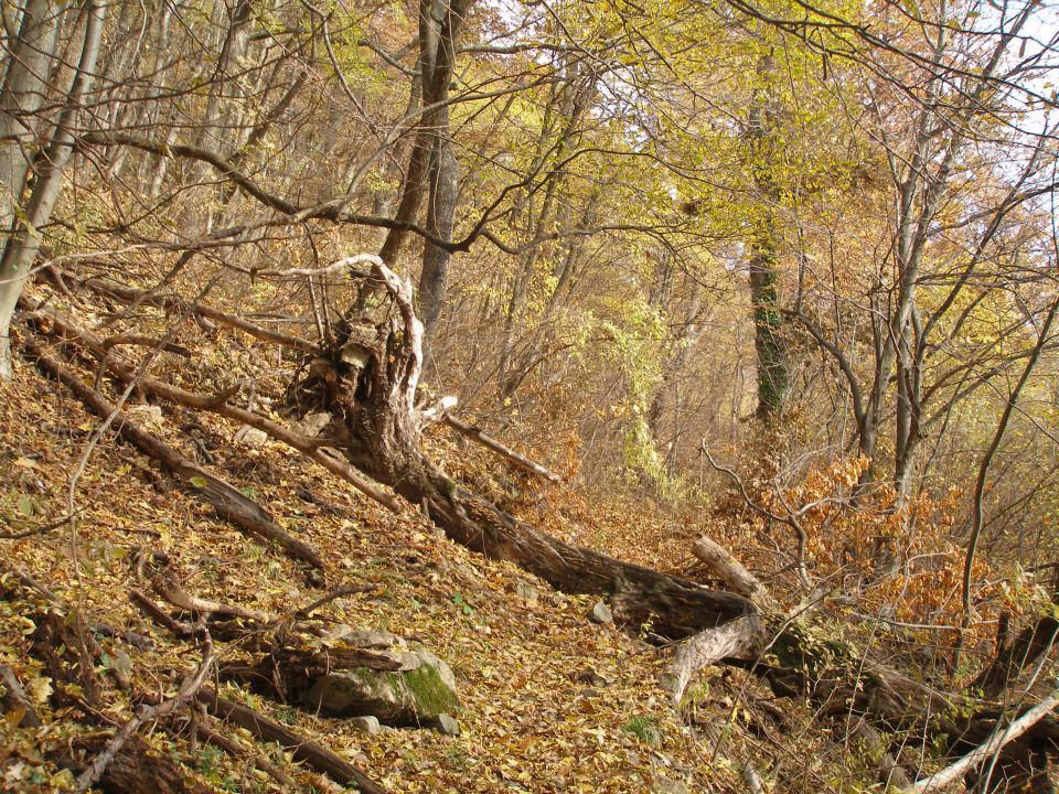 Donačka gora 29.12.17.11.7.10.4.8.28.7.2012. - foto povečava