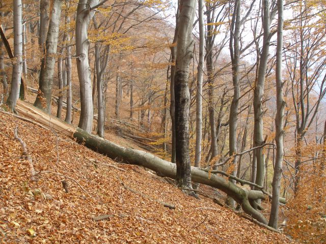 Donačka gora 29.12.17.11.7.10.4.8.28.7.2012. - foto