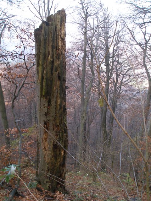 Donačka gora 29.12.17.11.7.10.4.8.28.7.2012. - foto