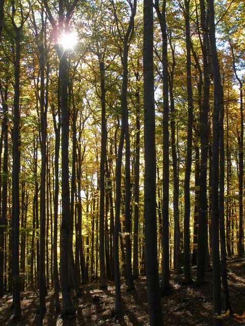 Ivanščica /19.8./20.10.2012 - foto