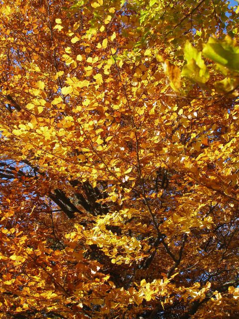 Ivanščica /19.8./20.10.2012 - foto