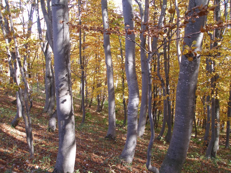 Ivanščica /19.8./20.10.2012 - foto povečava