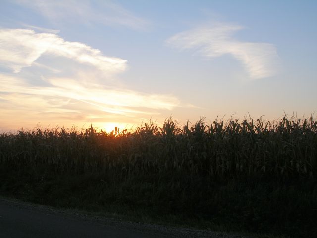 Sonček vstaja izza koruznega polja