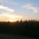 sonček vstaja izza koruznega polja