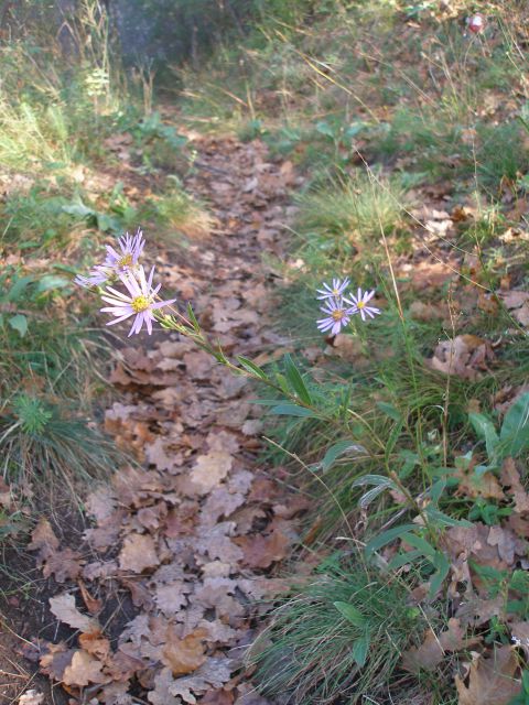 Pohod Strahinjčica-Ravna gora/4.10.2012 - foto