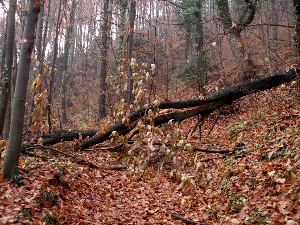 Ravna gora 1.12./24.11./10.11./30.10.2012 - foto povečava