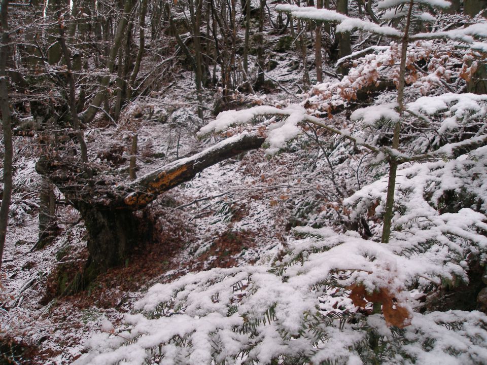 Ravna gora 1.12./24.11./10.11./30.10.2012 - foto povečava