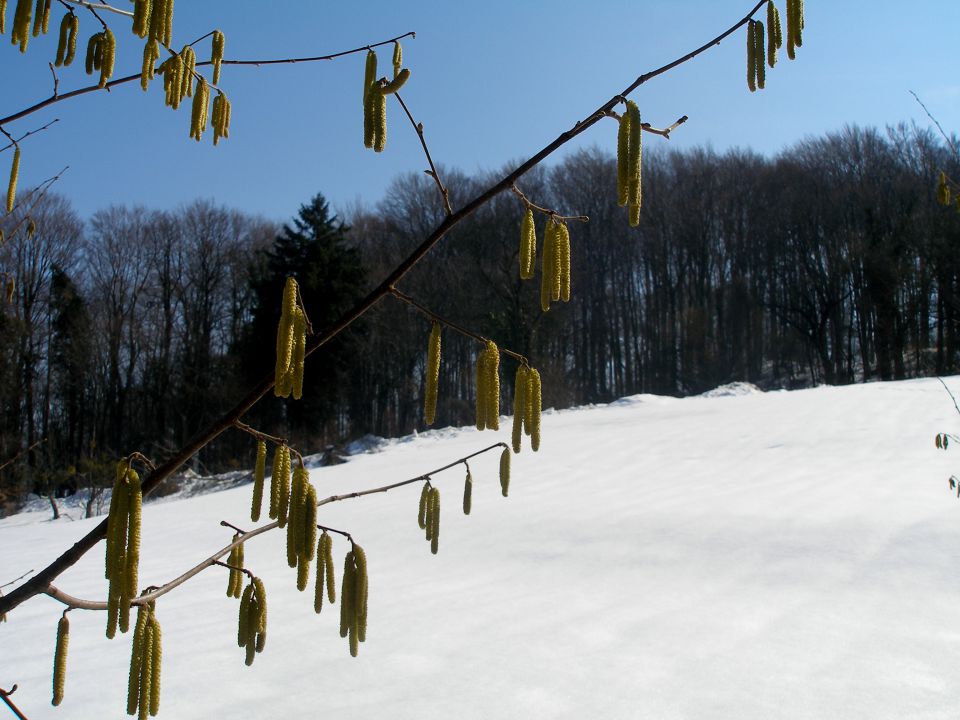 Bračičeva pot 20.4./5.3./10.1.2013 - foto povečava