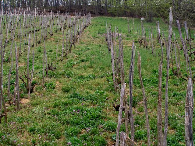 Tu je vinograd še na kolje