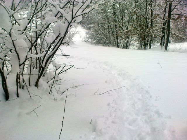 Sprehodi z Belo 2013 - foto