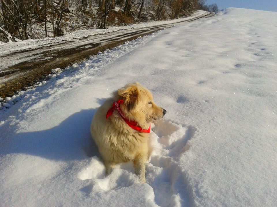 Sprehodi z Belo 2013 - foto povečava