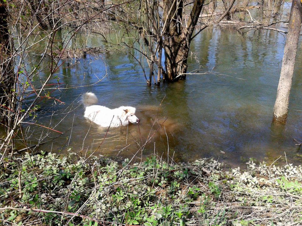 Sprehodi z belo 1- 2013 - foto povečava