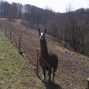 lama v Halozah