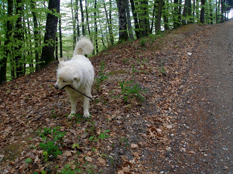 Po halozah prelepih 23.4./11.4./8.4./28.3.13. - foto povečava