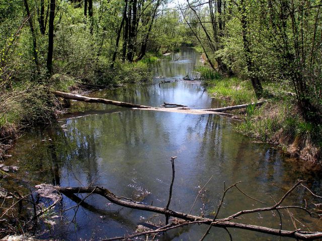 Gradišča-Ptuj 2013 - foto