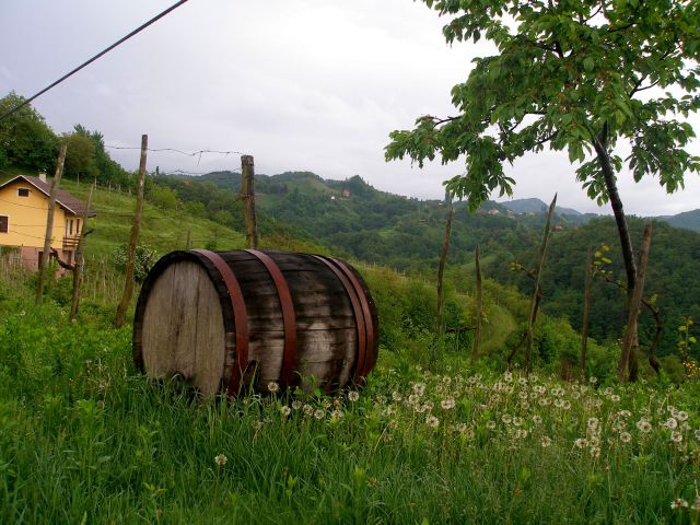 Vinski bivak v Gruškovcu