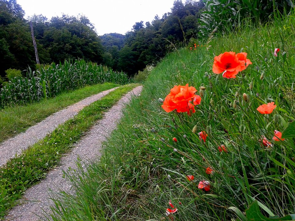 Po halozah prelepih 15.7./28.5./7.5.2013 - foto povečava