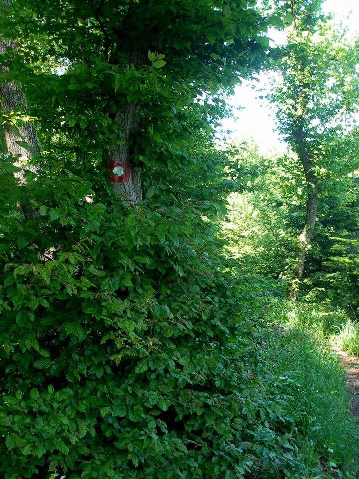 Gradišča - Ravna gora 17.7./9.7./14.5.2013 - foto povečava