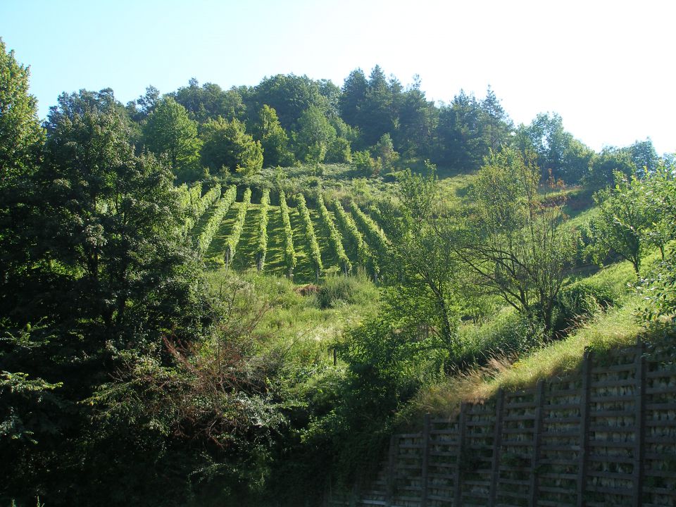 v kaki strmini je tu gor vinograd