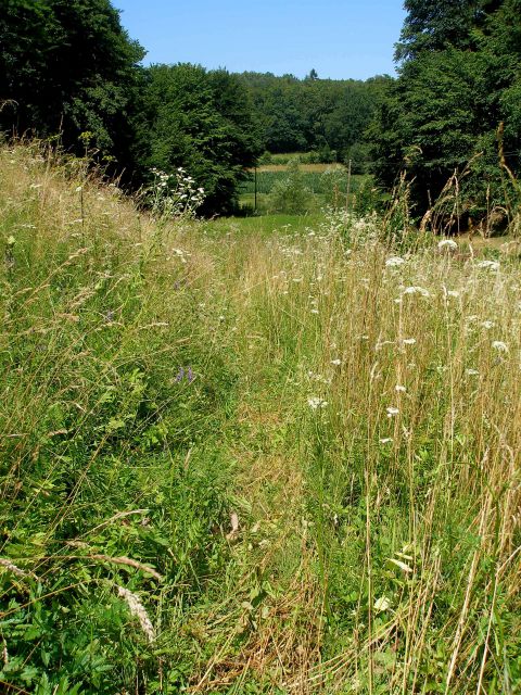 Gradišča - Ravna gora 17.7./9.7./14.5.2013 - foto