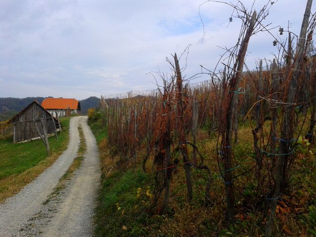 Naprej dol po vinogradu