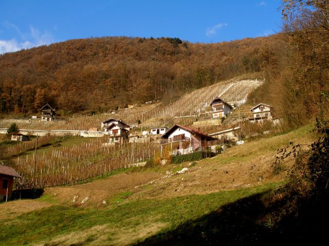 Kje visoko so vinogradi