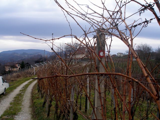 Planinska pot gre po vinogradih