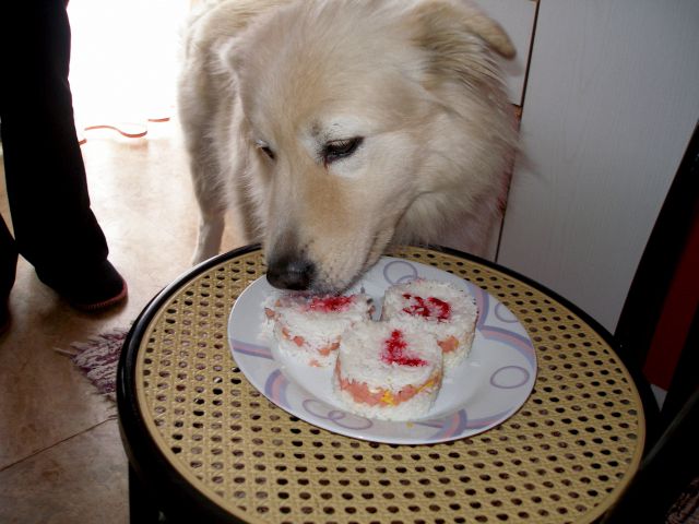 Hvala mami za pasjo tortico!