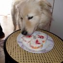 hvala mami za pasjo tortico!