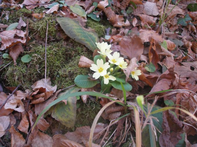 Gradišča - Gruškovec 3.1.2014 - foto