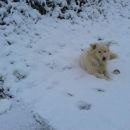 Beli uživa v prvem snegu