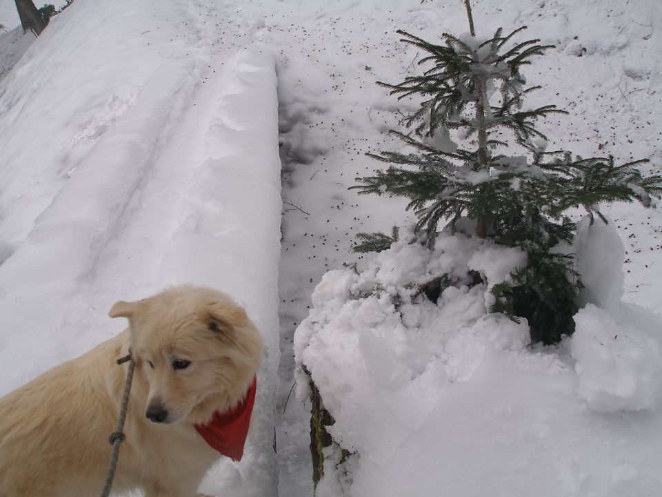 Trakoščan 5.3./6.2. 2014 - foto povečava