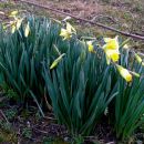 narcise so začele cveteti,bo počasi prišla pomlad.