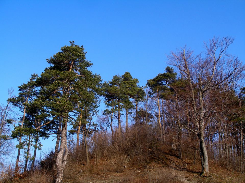 Ravna gora 8.3./28.15.7./2.2014 - foto povečava