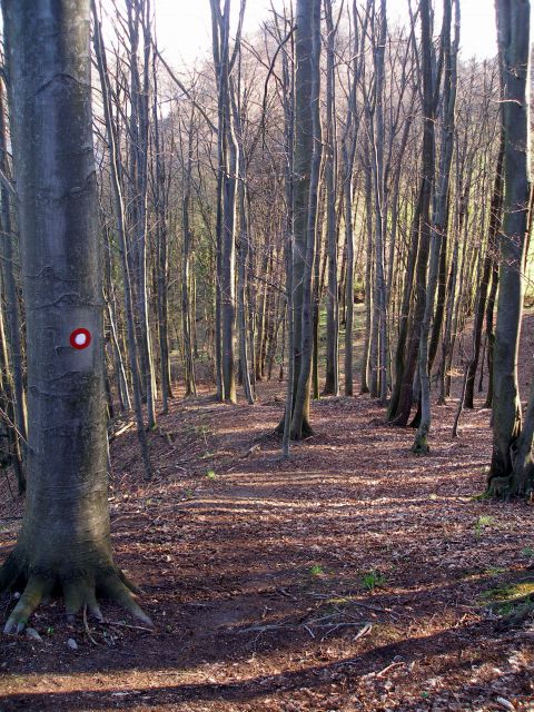 Lepa pot speljana nad Dravo