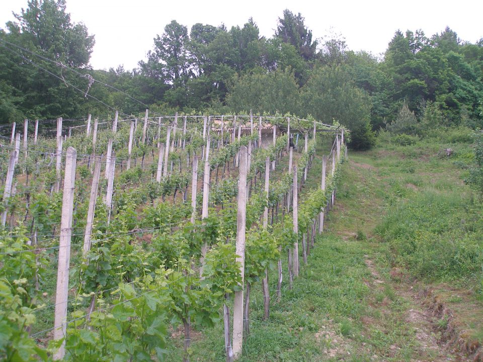 pa jo vrežimo proti vrhu mimo vinograda