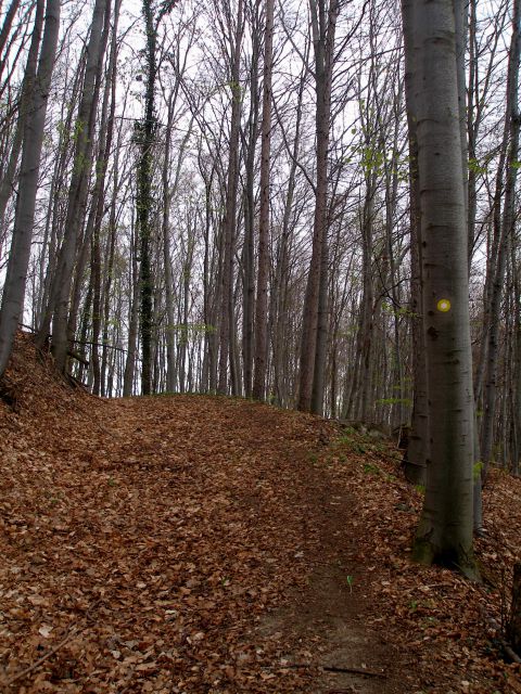 Gradišča-Zavrč 25.3.2014 - foto