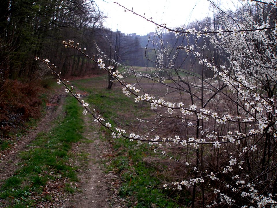 Gradišča-Pohorje 26.3.2014 - foto povečava